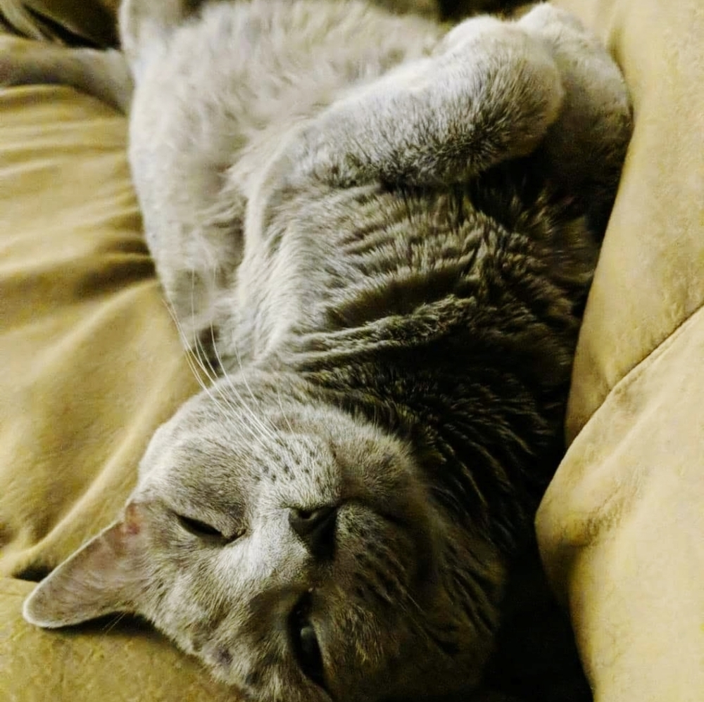 Meet your Posher, Karmon